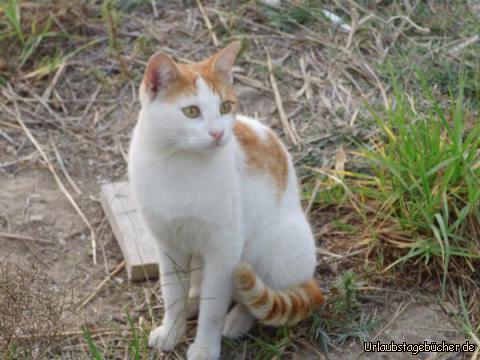 Katzen auf Kos: Katzen auf Kos