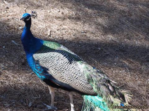 Plaka Forest Kos: Plaka Forest Kos