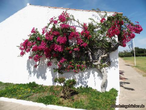 Schöne Dorfmitte auf der Insel Tavira: Schöne Dorfmitte auf der Insel Tavira