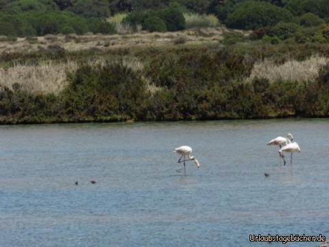 Flamingos in der Rio Formosa: Flamingos in der Rio Formosa