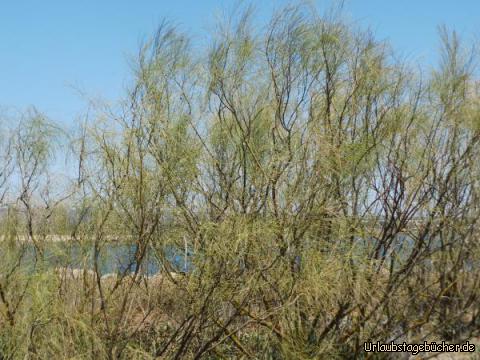 Verträumte Gegend am Praia de Tavira: Verträumte Gegend am Praia de Tavira
