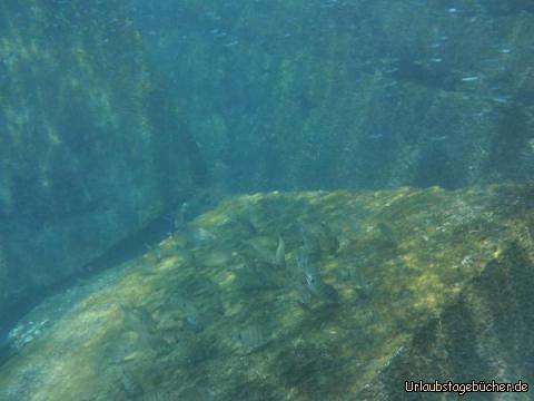 Schnorcheln in Taralalejo: Schnorcheln in Taralalejo