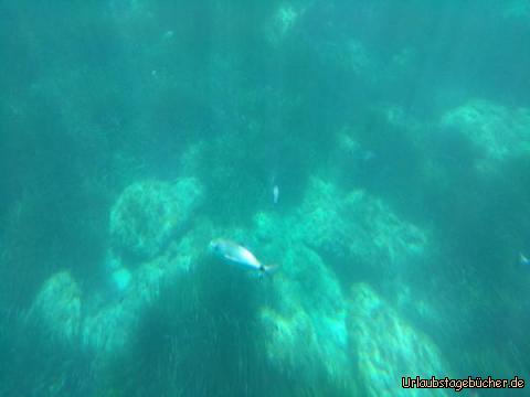 Unterwassersicht auf dem Yellow Katamaran: Unterwassersicht auf dem Yellow Katamaran