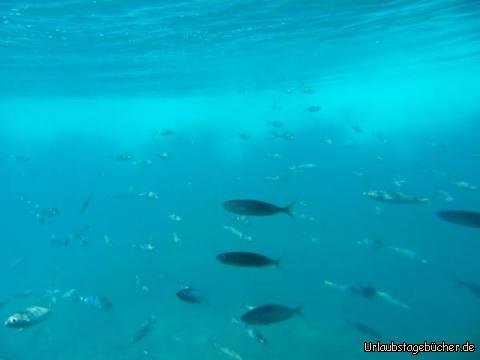U-Boot in Caleta de Fuste: U-Boot in Caleta de Fuste