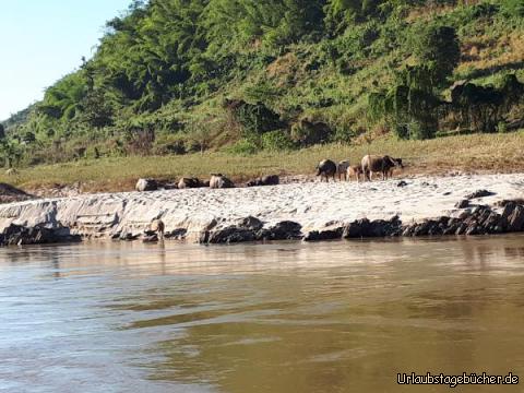 Kühe am Mekong: 