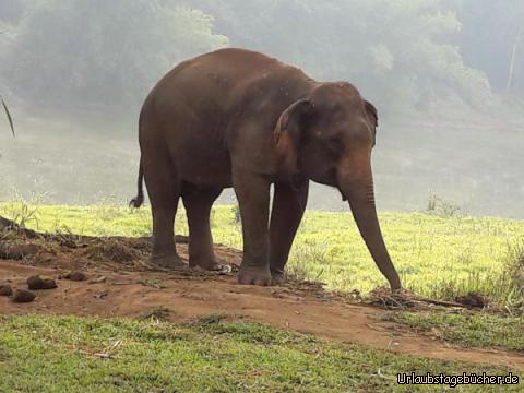 Elefant 1: 