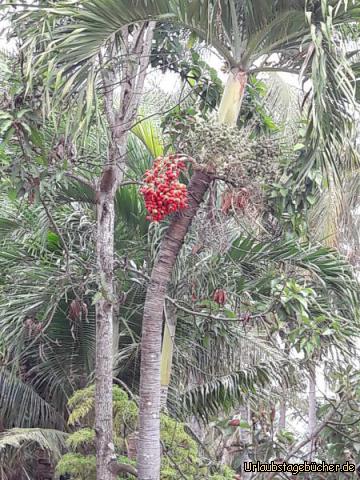 Baum mit Früchten: 