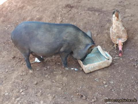 Schwein und Huhn: 