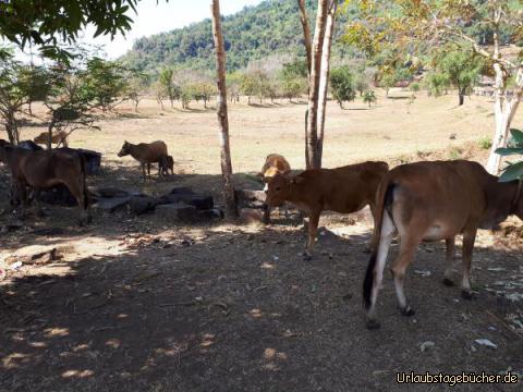 Wat Phu 16: 