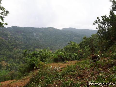 Urwald Koh Chang 1: 