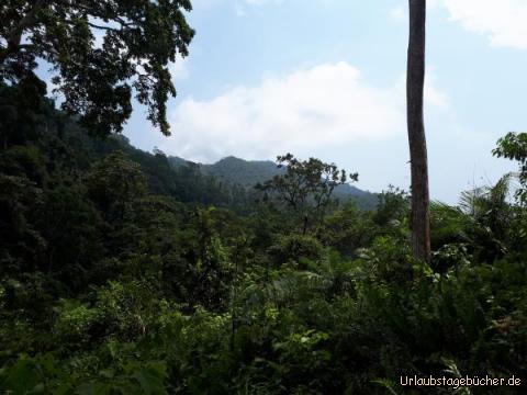 Urwald Koh Chang 15: 