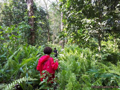 Urwald Koh Chang 17: 