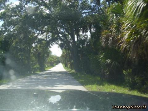 Palmenurwald: auf dem Weg von der Atlantikküste bei Flagler Beach zurück zur Interstate 95
fahren wir durch eine Art Urwald, der zum größten Teil aus Palmen besteht