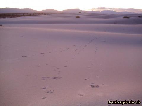 White Sands: im letzten Licht des Tages sehen wir, soweit das Auge reicht, genau das,
was der Name "White Sands National Monument" verspricht:
Dünen aus weißem Sand
(um genau zu sein, liegt ein 712 km² großes Gipsfeld vor uns)