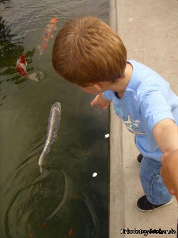 Lily Pond: aufgrund der "aufregenden" Fische im Lily Pond des Balboa Parks von San Diego
können Mama und Papa meinen Bruder Viktor kaum davon abhalten, ins Wasser zu springen