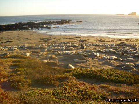 Piedras Blancas Rookery: wir sehen die größte See-Elefantenkolonie Kaliforniens
am Point Piedras Blancas, direkt an der Pazifikküste und am Highway 1