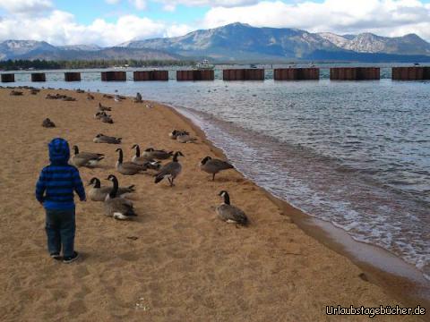 Viktor und die Gänse: die Kanadischen Gänse, die sich am Lakeside Beach des Lake Tahoe tummeln,
sind für Viktor so spannend, das er spontan von seiner "Angst vor Sand" (aus L.A.) geheilt ist