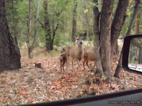 Rehe: im Yosemite Valley im Herzen des Yosemite National Parks, Kalifornien,
stehen plötzlich Rehe direkt neben unserem Auto