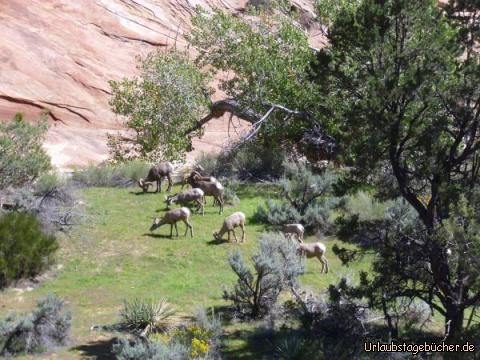 Dickhornschafe: in der Nähe des East Entrance vom Zion National Park,
kurz nachdem wir den Zion-Mount Carmel Tunnel hinter uns gebracht haben,
weidet direkt neben der Straße eine Gruppe von Dickhornschafen