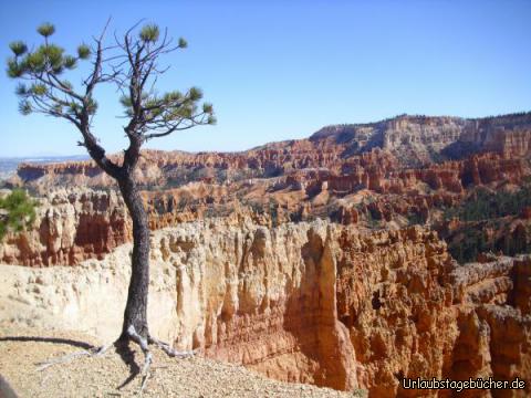 einsames Bäumchen: am Sunset Point direkt vor dem Abgrund des Bryce Canyons
steht dieses einsame, schön in Szene gesetzte Bäumchen