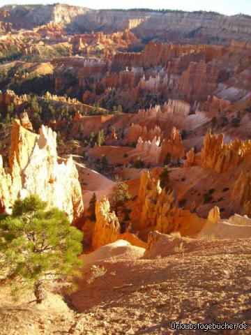 Bryce Canyon Sunrise Point: der Blick Richtung Südosten über den Bryce Canyon
vom Sunrise Point aus