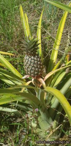 Ananas: 