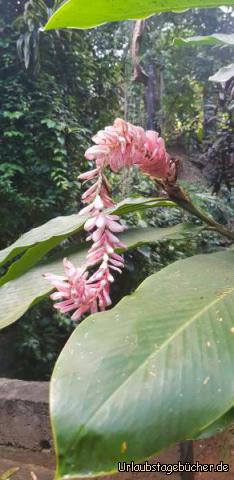 Blumenpracht am Wasserfall: 