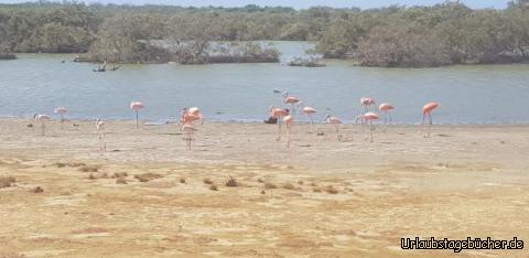 Flamingos: 