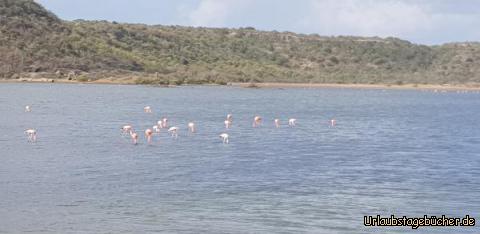 Flamingo Hot Spot : 