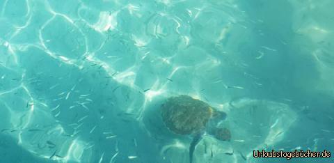 Schildkröte Playa Westpunt: 
