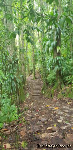 Spaziergang Regenwald: 