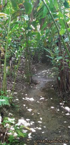 Weg im Botanischen Garten: 