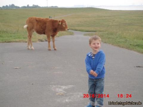 Oh, eine Kuh!: Was macht man denn da?