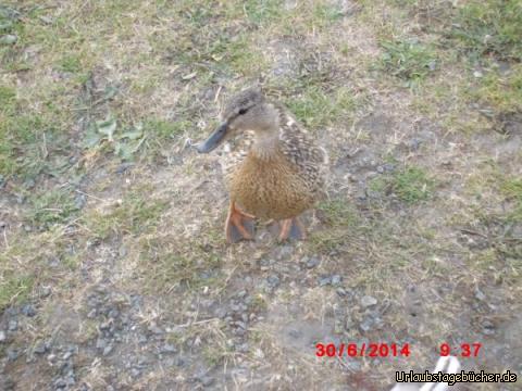 Ente: Auf Wiedersehen, lieber Frühstücksgast!