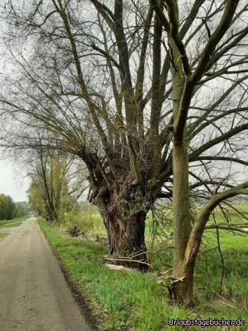 Radtour Spreewald: Radtour Spreewald