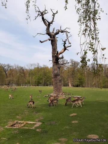 Ivenack6: Damwild bei den Ivenacker Eichen