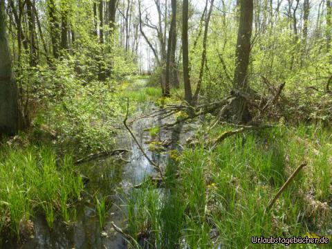 Sumpflandschaft: Sumpflandschaft