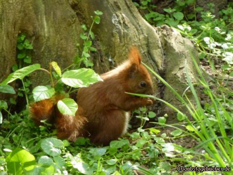 Hamburg36: Eichhörnchen