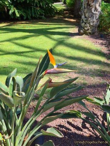 Paradiesvogelblume: Paradiesvogelblume