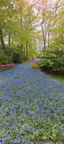 Traubenhyazinthenmeer: Traubenhyazinthenmeer