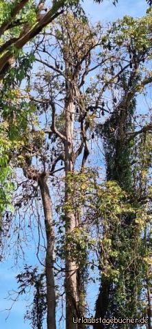 12: Drakulas Schergen