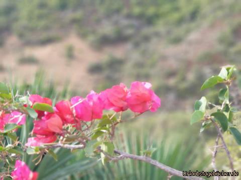 Blumen Treffpunkt : 