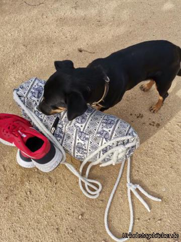 Hund: 
