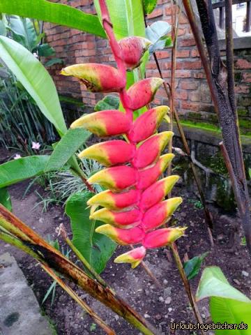 Cafe-Garten 1: Diese Blüte heißt Heliconia, im Garten des Cafe´s, leider ziehen Wolken auf und es wird bald regnen, wir können uns nicht zwischen die Blumen setzen.