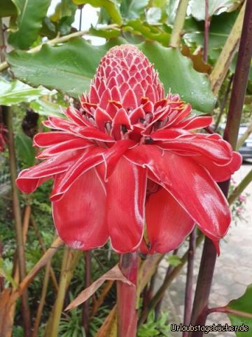 Cafe-Garten 2: Und dies ist die ca. 30 cm hohe Blüte des Fackel-Ingwer!