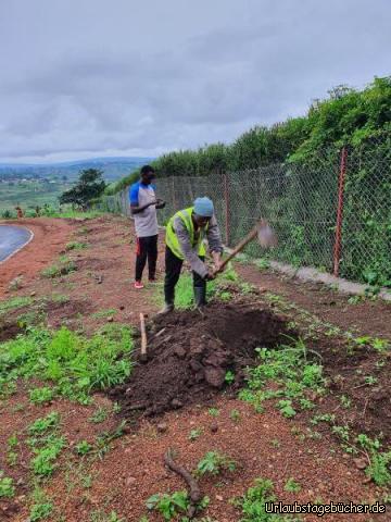 Bäumchen pflanzen1: Der Aushub für das Bäumchen!
