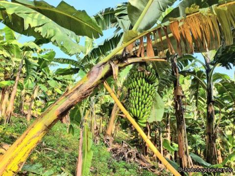 Bananen: Die Bananen wachsen nebenan!