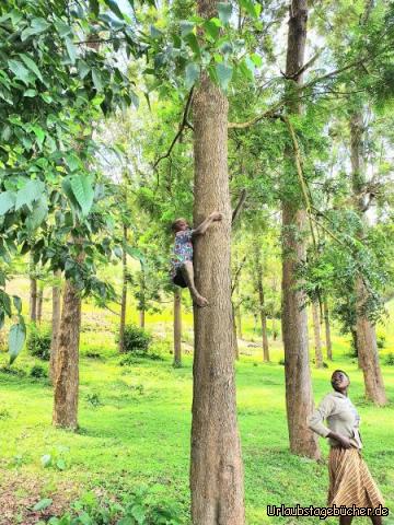 Wanderung6: Ein kleiner Barfußkletterer  mit einer Machete in der Hand! So werden die unteren Äste abgeschlagen und als Brennholz verwendet. Die Bäume wachsen weiter, die Kletterer klettern höher, bis am Ende der Baum ohne Äste dasteht und dann umgesägt wird. Teilweise werden die Bäume vor Ort mit Handsägen zu Balken undBrettern für den Hausbau verarbeitet.