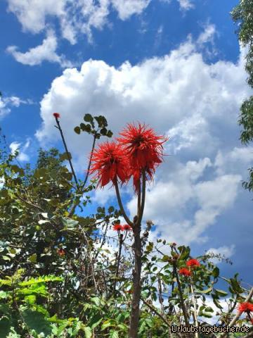 Wanderung9: Noch eine in Rot!