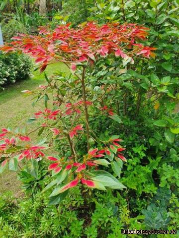 Weihnachtsstern: Der Weihnachtsstern schmückt sich hier auch zu Ostern!